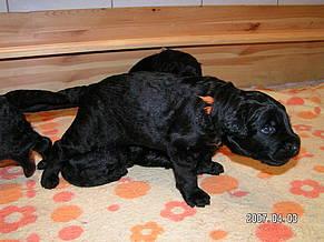 Click on the photo for the original