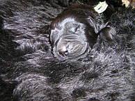 Click on the photo for the original