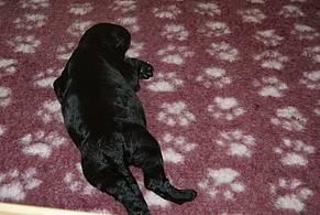 Click on the photo for the original