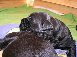 Click on the photo for the original