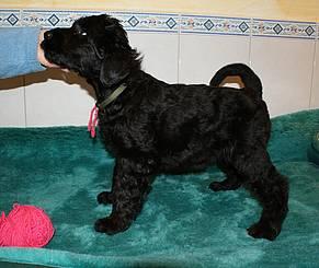 Click on the photo for the original