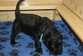 Click on the photo for the original