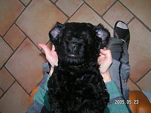 Click on the photo for the original