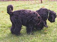 Click on the photo for the original