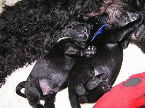 Click on the photo for the original